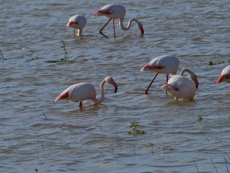 Donana, Flamingo